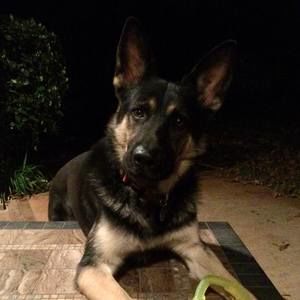 Meet your Posher, Toby